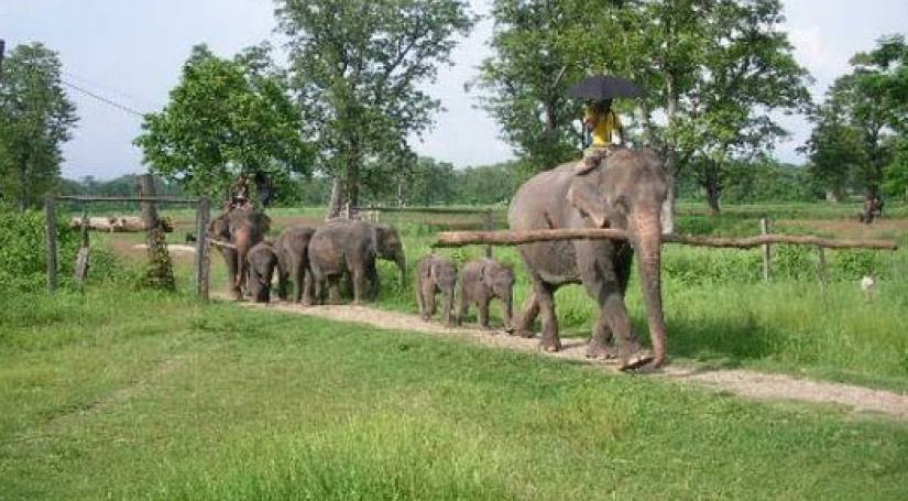 A Group of Elephant inside the Park