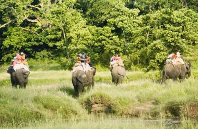 Jungle Safari, Elephant Riding, Chitwan National Park, Nepal
